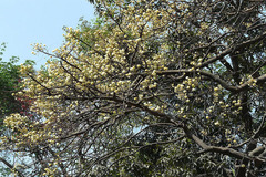Xylia xylocarpa